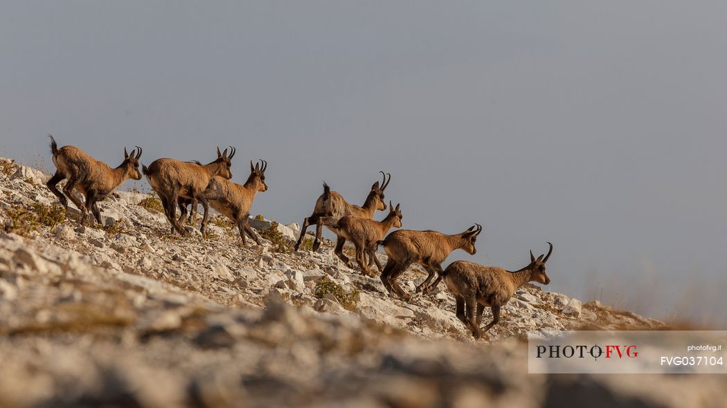 Herd of Apennine chamois running in the Murelle amphitheater, Majella national park, Abruzzo, Italy, Europe