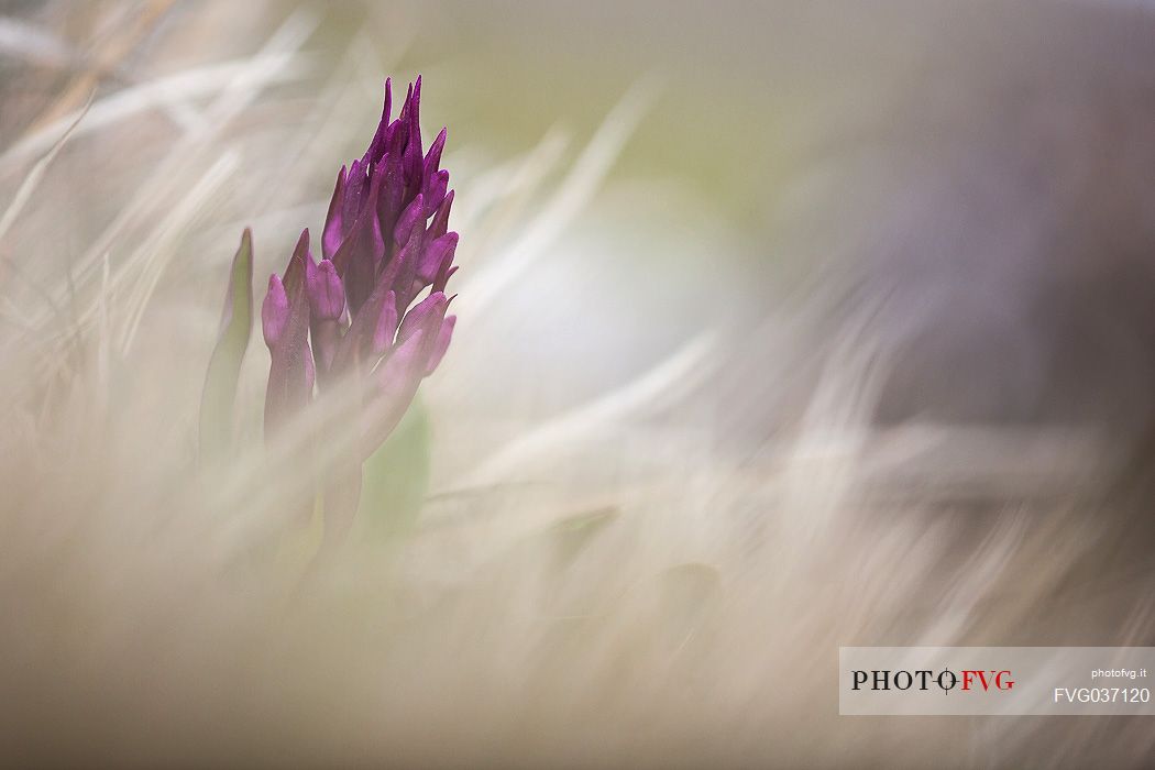 Elder flower orchid, Dactylorhiza sambucina,  Campo Imperatore, Gran Sasso national park, Appennines, Abruzzo, Italy, Europe