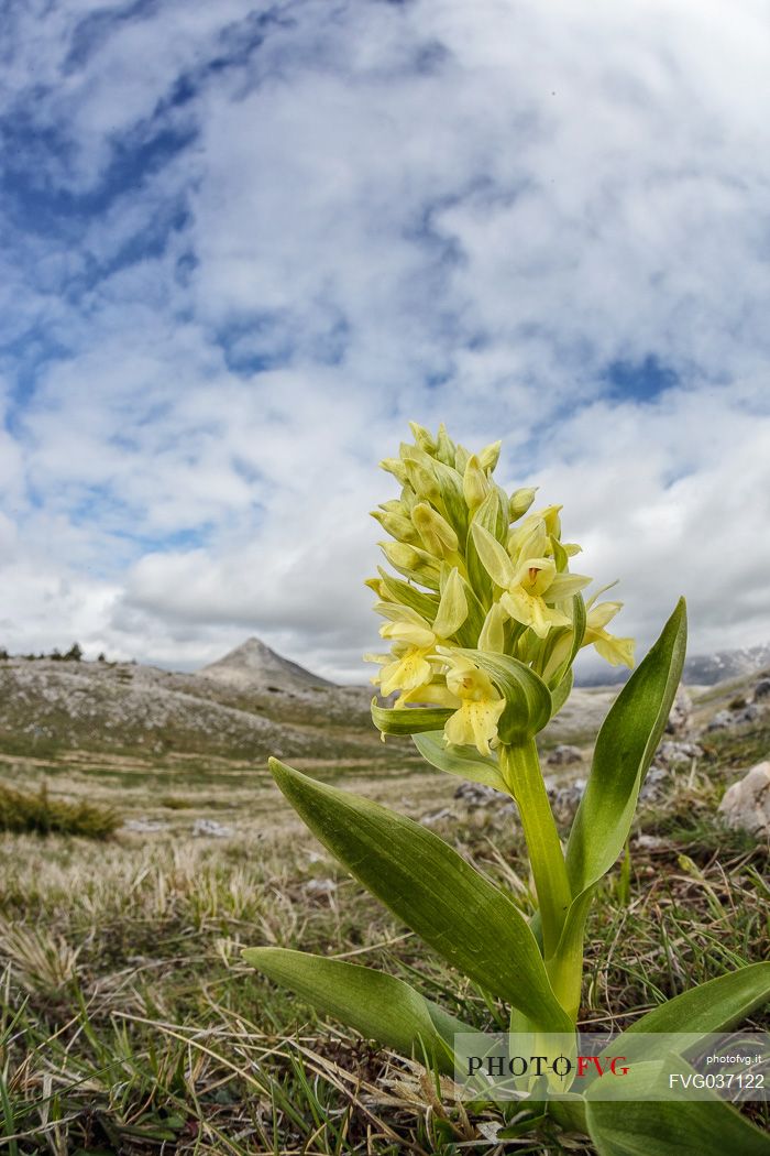 Elder flower orchid, Dactylorhiza sambucina,  Campo Imperatore, Gran Sasso national park, Appennines, Abruzzo, Italy, Europe