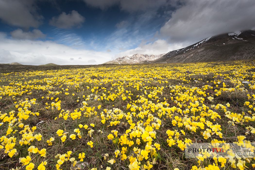 Eugenia's violet, Viola eugeniae, flowers in full bloom on mountain plateau of Campo Imperatore. Endemic to the Apennines. Gran Sasso National Park, Abruzzo, Italy, Europe