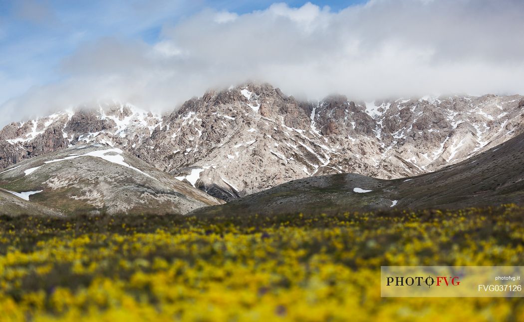 Eugenia's violet, Viola eugeniae, flowers in full bloom on mountain plateau of Campo Imperatore. Endemic to the Apennines. Gran Sasso National Park, Abruzzo, Italy, Europe