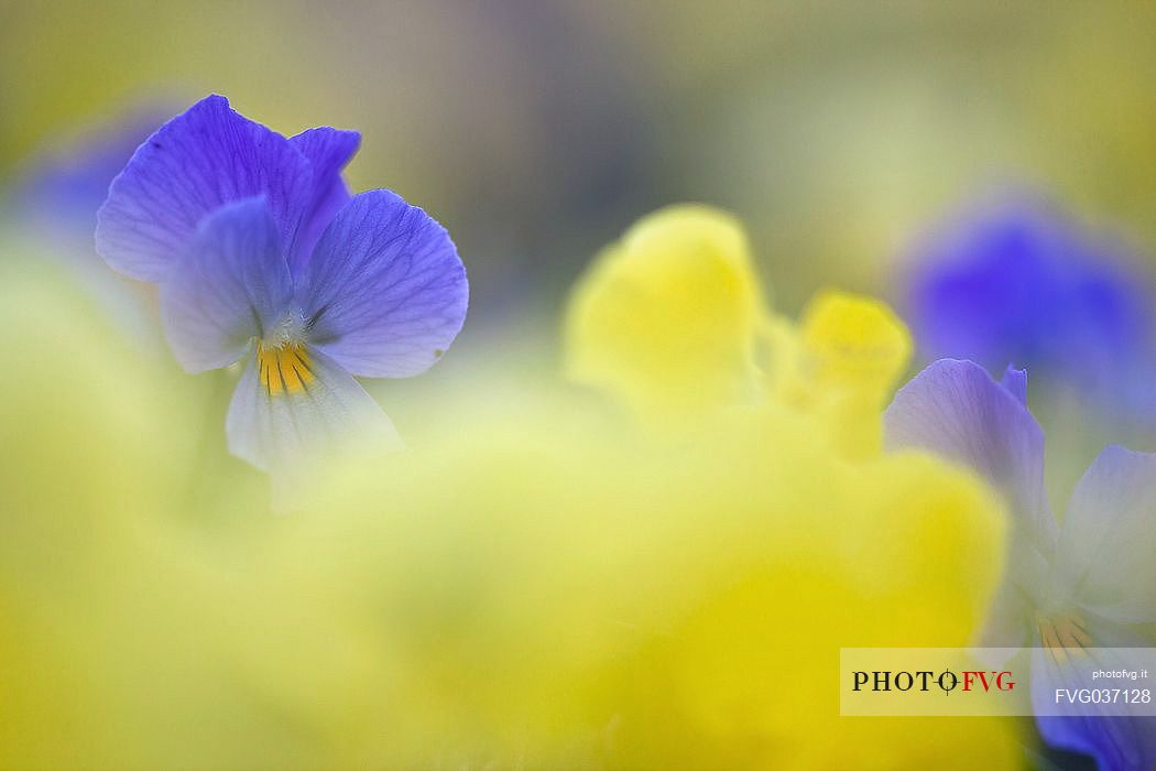 Eugenia's violet, Viola eugeniae, flowers in full bloom on mountain plateau of Campo Imperatore. Endemic to the Apennines. Gran Sasso National Park, Abruzzo, Italy, Europe