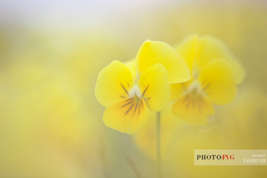 Eugenia's violet, Viola eugeniae, flowers in full bloom on mountain plateau of Campo Imperatore. Endemic to the Apennines. Gran Sasso National Park, Abruzzo, Italy, Europe