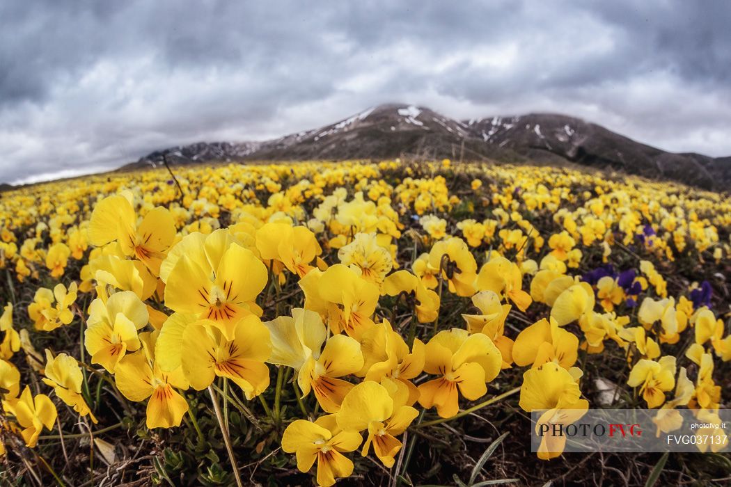 Eugenia's violet, Viola eugeniae, flowers in full bloom on mountain plateau of Campo Imperatore. Endemic to the Apennines. Gran Sasso National Park, Abruzzo, Italy, Europe