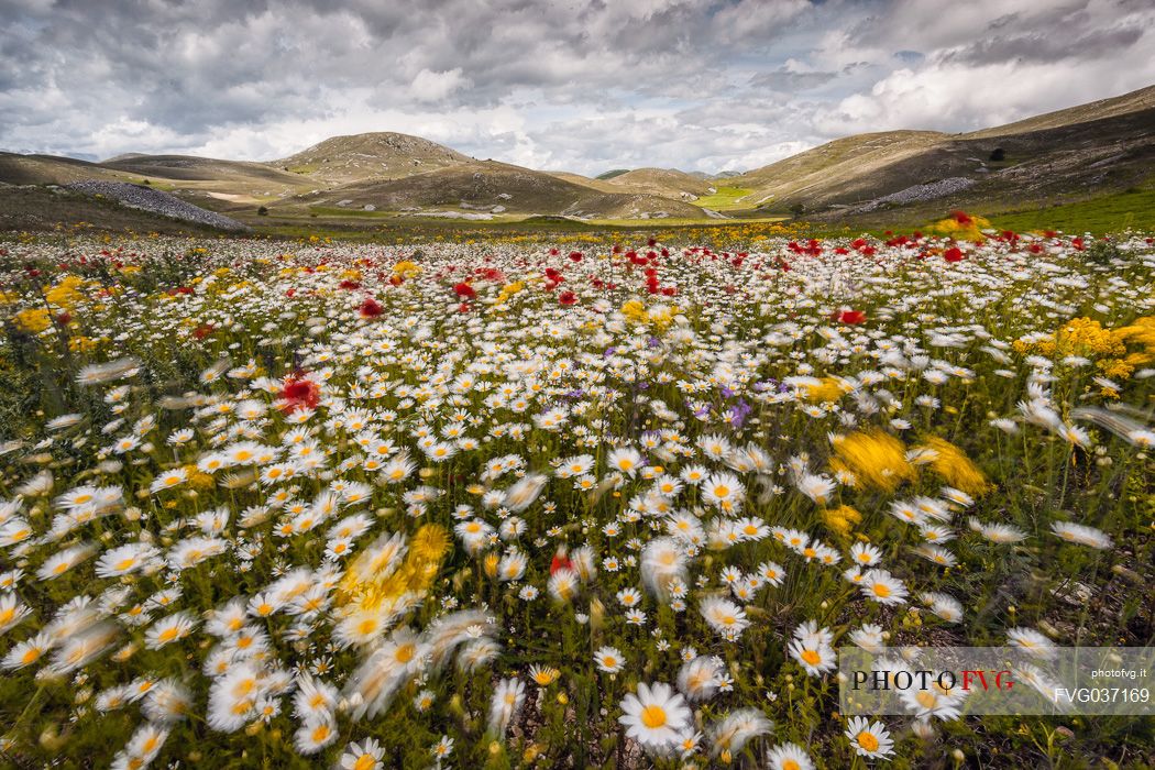 Natural blooming in the plateau of Campo Imperatore, Gran Sasso national park, Abruzzo, Italy, Europe