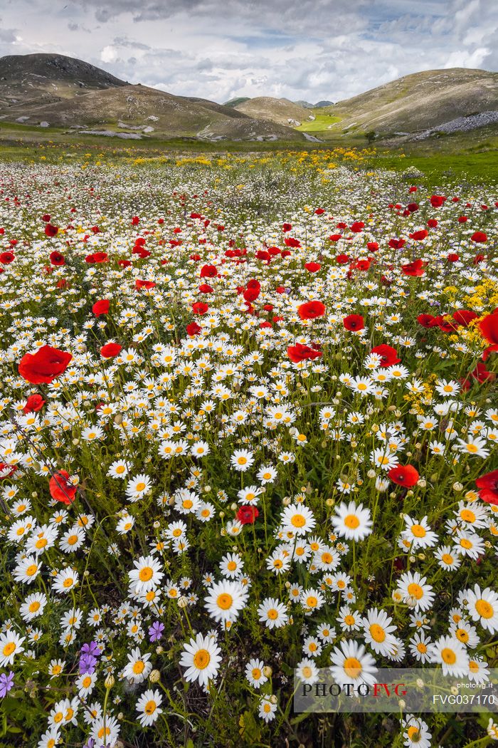 Natural blooming in the plateau of Campo Imperatore, Gran Sasso national park, Abruzzo, Italy, Europe