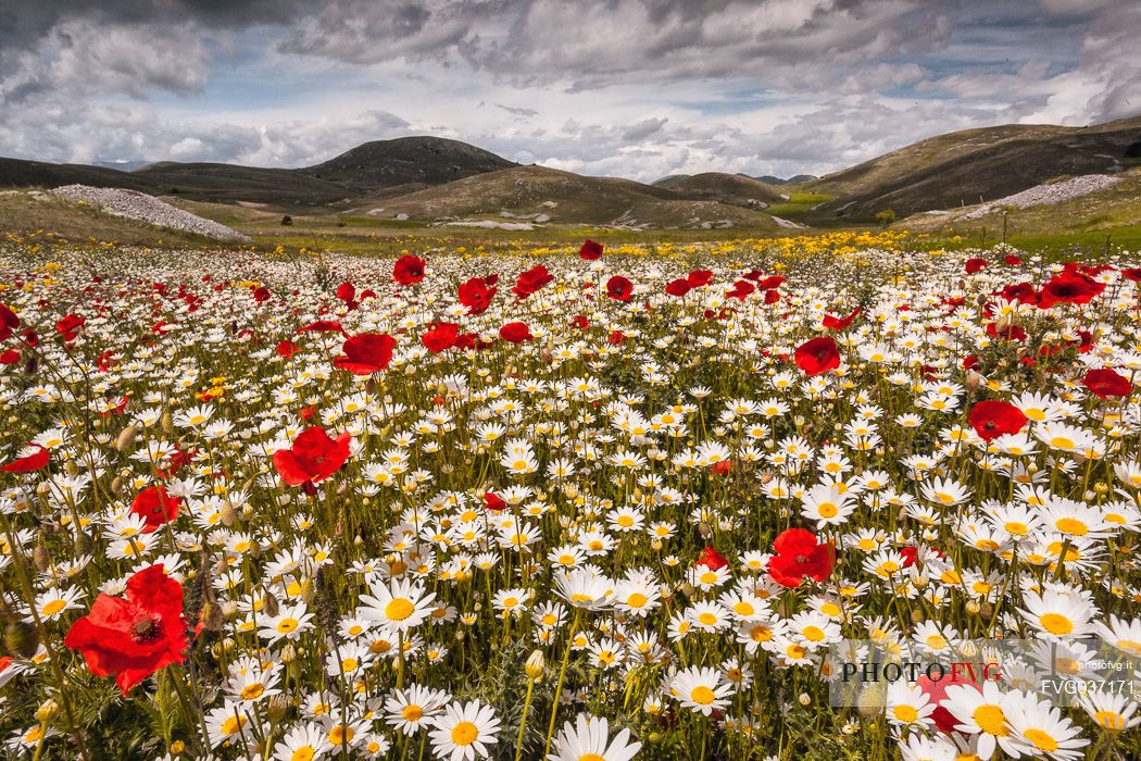 Natural blooming in the plateau of Campo Imperatore, Gran Sasso national park, Abruzzo, Italy, Europe