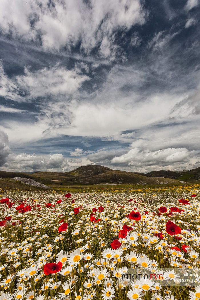 Natural blooming in the plateau of Campo Imperatore, Gran Sasso national park, Abruzzo, Italy, Europe