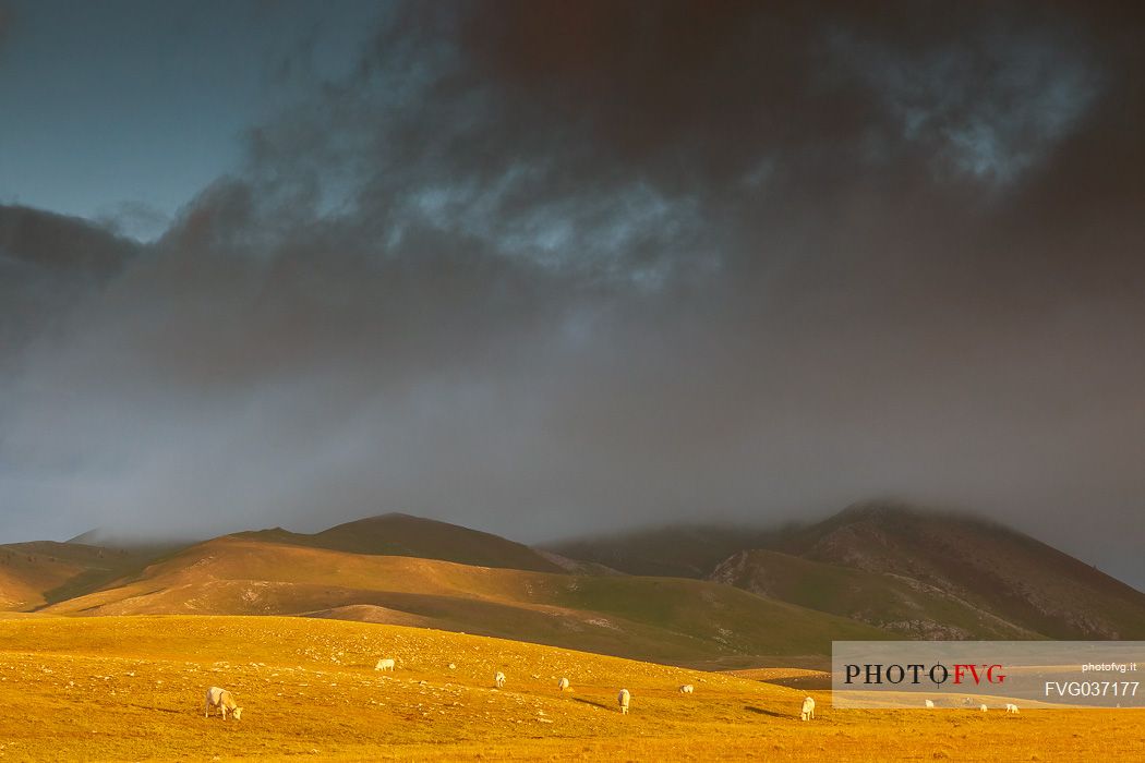 Cows grazing in the plateau of Campo Imperatore, Gran Sasso national park, Abruzzo, Italy, Europe