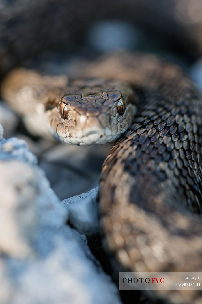 Orsini's viper, Vipera ursinii, adult portrait. Endemic to the italian Apennines, Gran Sasso national park, Abruzzo, Italy