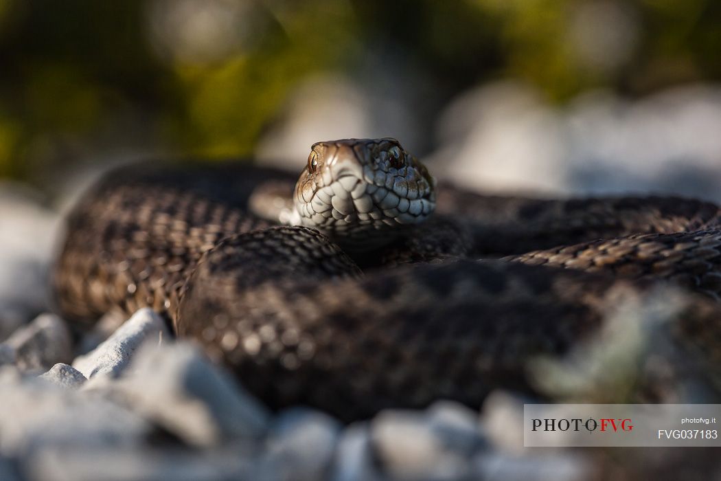 Orsini's viper, Vipera ursinii, adult portrait. Endemic to the italian Apennines, Gran Sasso national park, Abruzzo, Italy