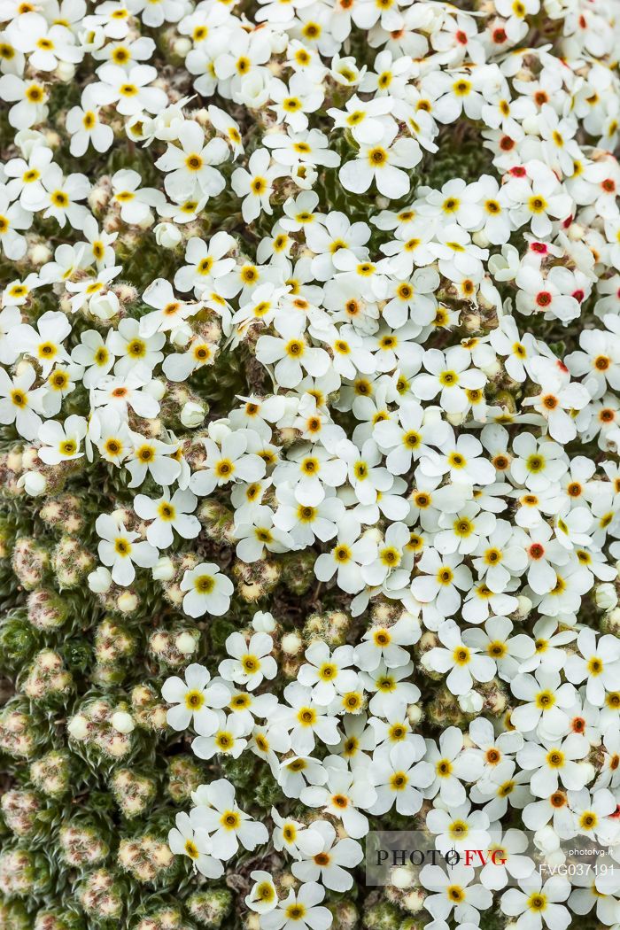 Rock Jasmine, Androsace villosa, in flowering, Campo Imperatore, Gran Sasso national park, Abruzzo, Italy, Europe