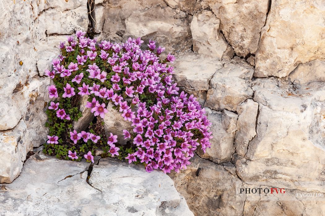 Saxifrage oppositifolia subsp. speciosa, Gran Sasso national park, Abruzzo, Italy, Europe