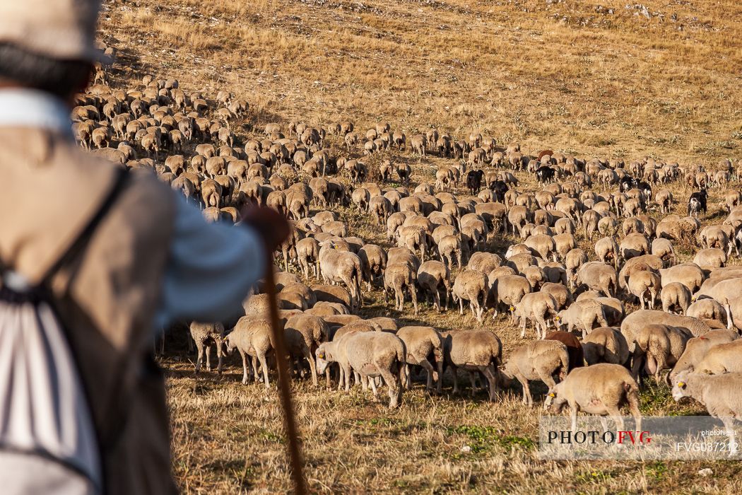 Shepherd and flock of sheep at Campo Imperatore, Gran Sasso national park, Abruzzo, Italy, Europe