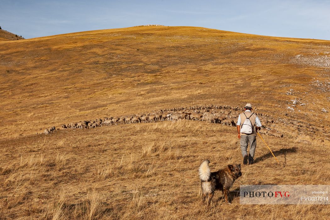 Shepherd and flock of sheep at Campo Imperatore, Gran Sasso national park, Abruzzo, Italy, Europe