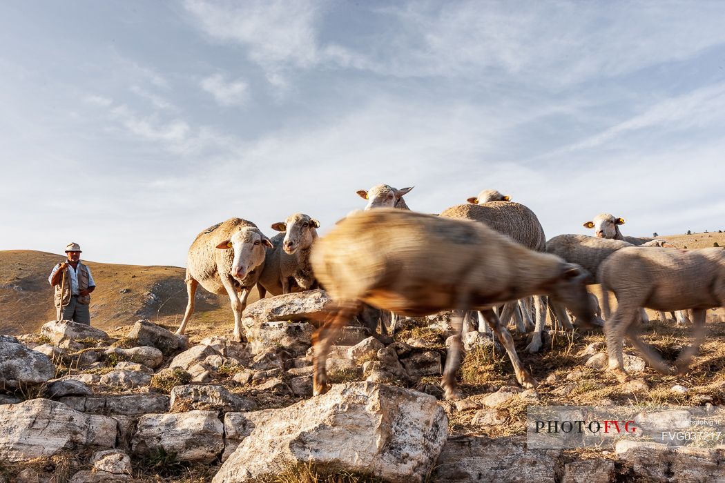 Shepherd and flock of sheep at Campo Imperatore, Gran Sasso national park, Abruzzo, Italy, Europe