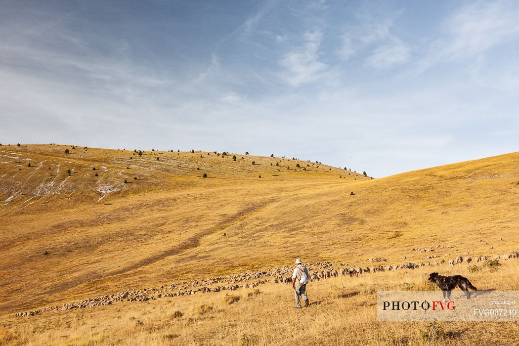 Shepherd and flock of sheep at Campo Imperatore, Gran Sasso national park, Abruzzo, Italy, Europe