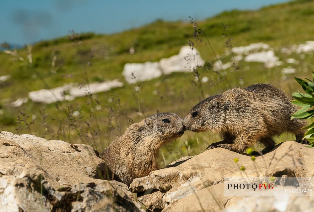 Marmots in the meadows of Campo Manderiolo, Asiago, Italy