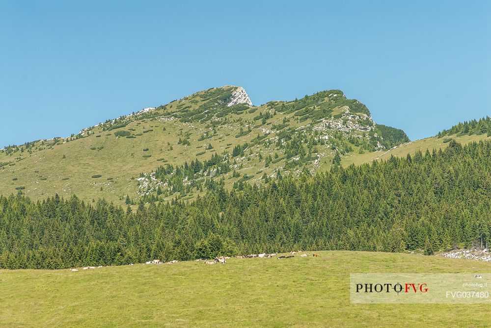 Porta Manazzo pasture and in the background the Manderiolo mount, Asiago, Veneto, Italy, Europe