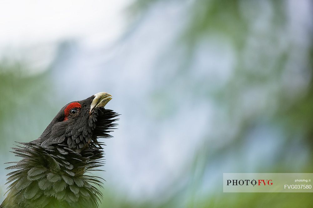 Portrait of Capercaillie, Tetrao urogallus, in the forest, Sauris, Carnia, Friuli Venezia Giulia, Italy, Europe