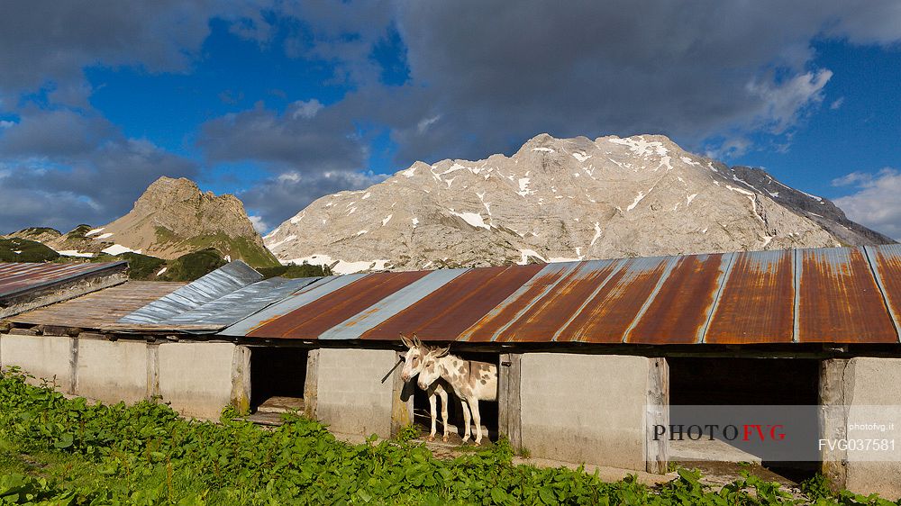 Casera Bordaglia di Sopra hut and in the background the Volaia mount, Forni Avoltri, Carnia, Friuli venezia Giulia, Italy, Europe