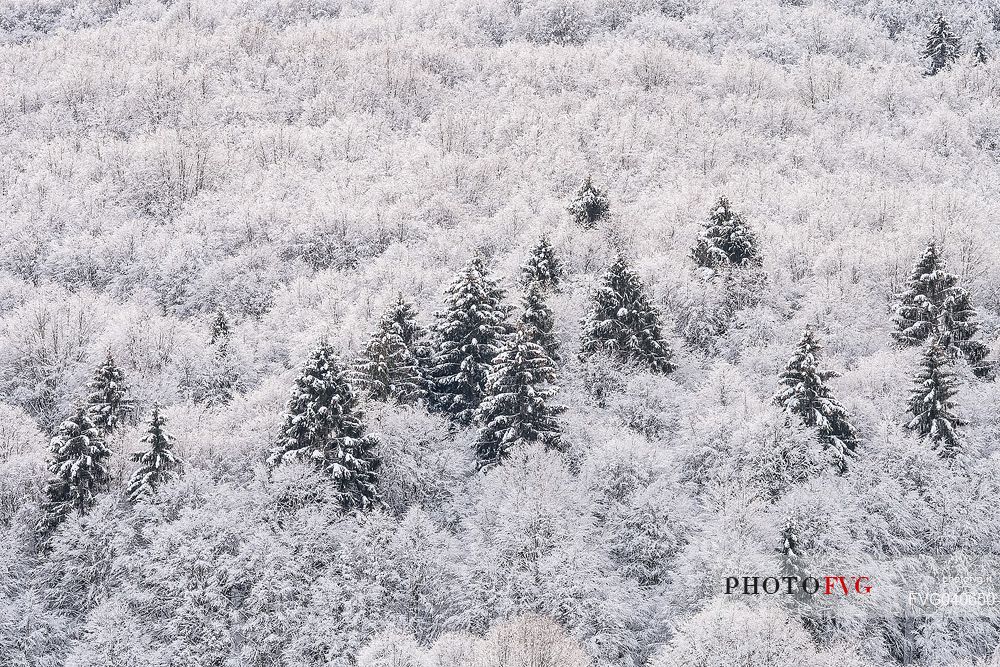 Snowy Cansiglio forest, Veneto, Italy, Europe