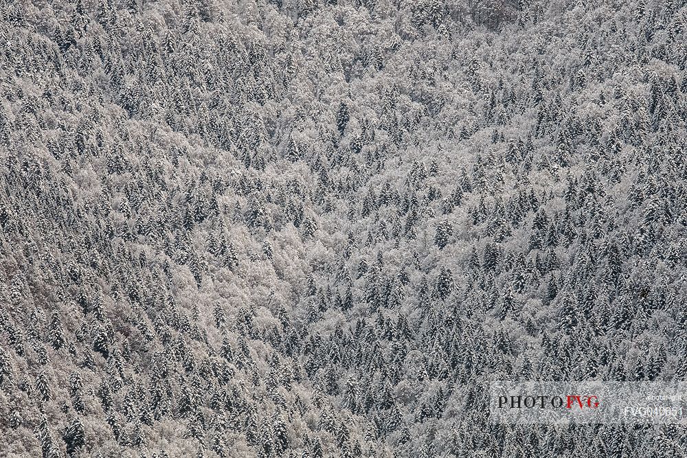 Snowy Cansiglio forest, Veneto, Italy, Europe