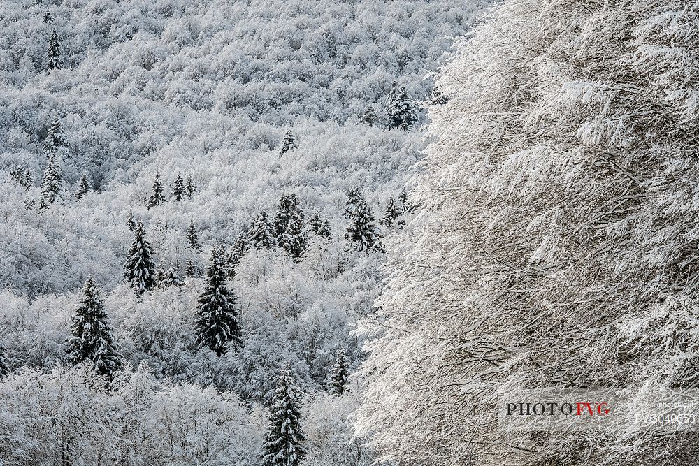 Snowy Cansiglio forest, Veneto, Italy, Europe