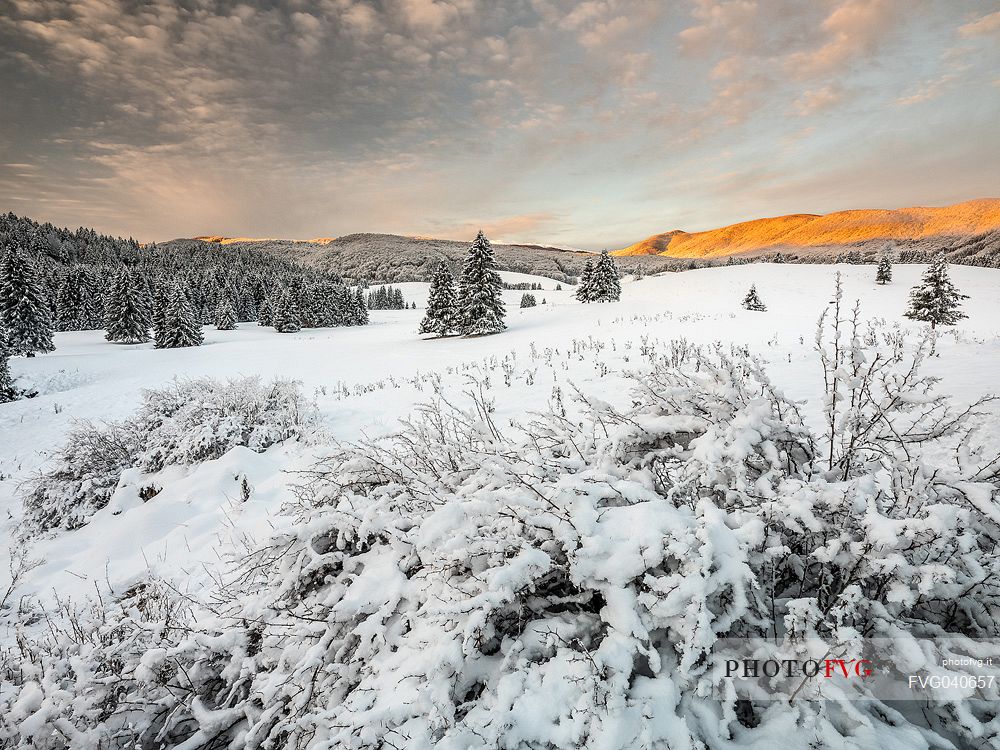 Wintry sunrise in the Piana Cansiglio plateau, Veneto, Italy, Europe