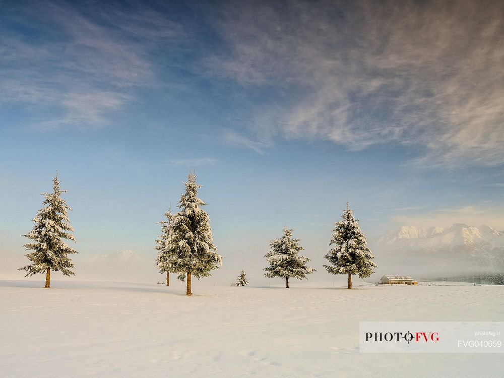 Wintry sunrise in the Piana Cansiglio plateau, Veneto, Italy, Europe