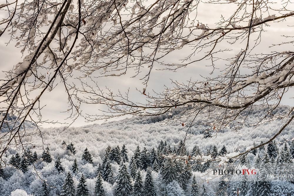 Snowy Cansiglio forest, Veneto, Italy, Europe