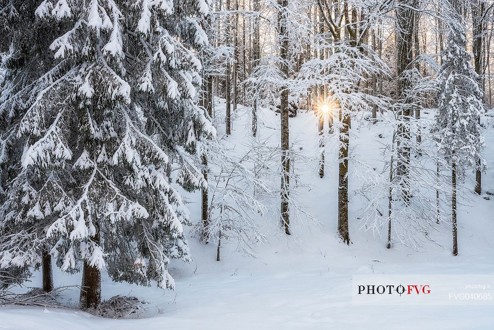 Sunrise in the snowy Cansiglio forest , Veneto, Italy, Europe