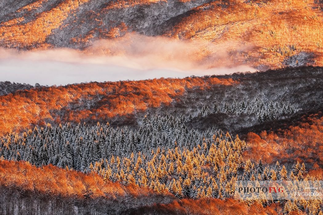 Detail of the Cansiglio forest in a wintry sunrise, Veneto, Italy, Europe