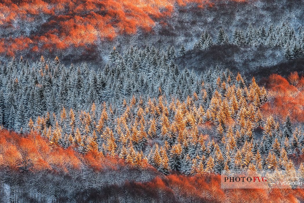 Detail of the Cansiglio forest in a wintry sunrise, Veneto, Italy, Europe