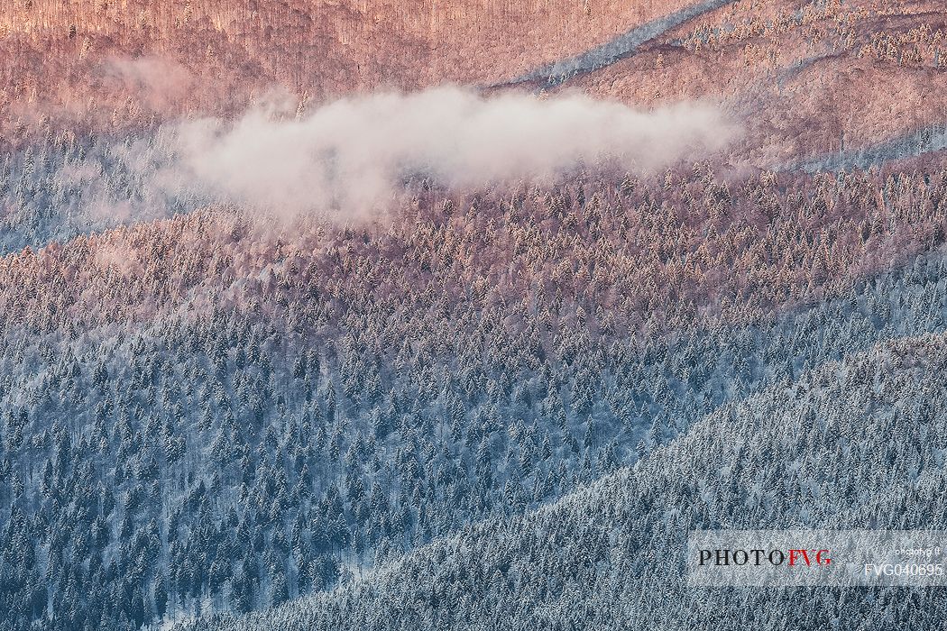 Detail of the Cansiglio forest in a wintry day, Veneto, Italy, Europe