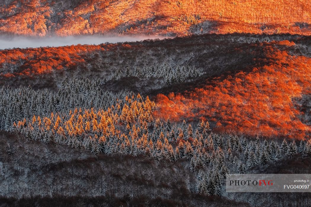 Detail of the Cansiglio forest in a wintry sunrise, Veneto, Italy, Europe