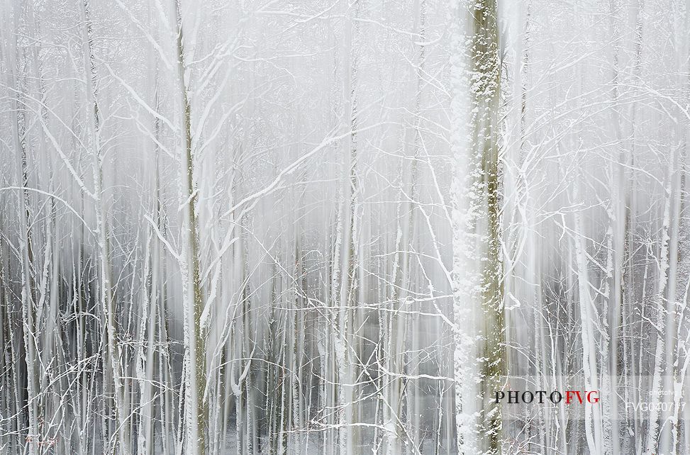 Snowy trees on the Cansiglio forest, Veneto, Italy, Europe