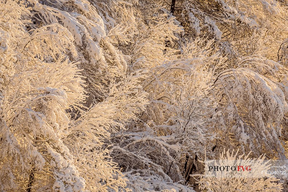 Beautiful light in the snowy Cansiglio forest, Veneto, Italy, Europe