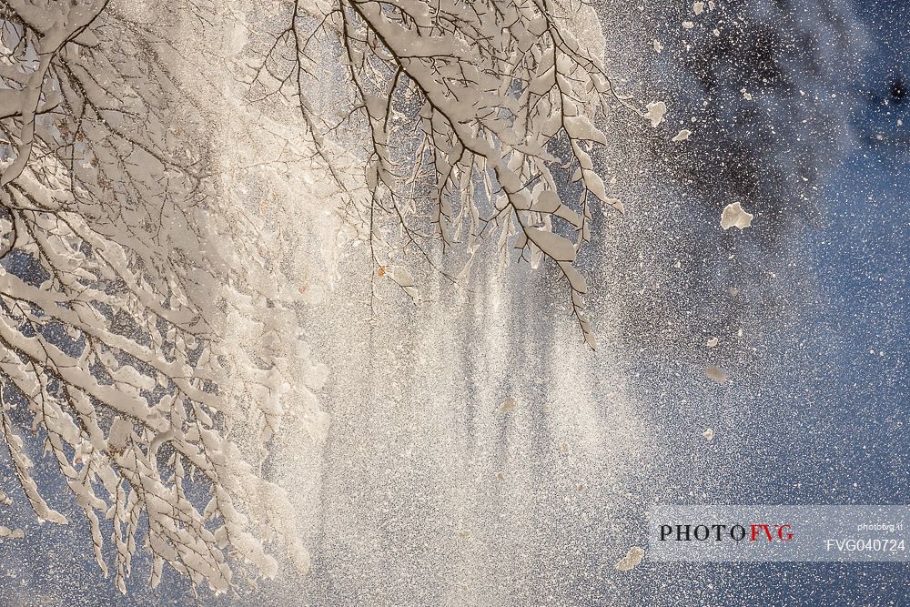 Beautiful light in the snowy Cansiglio forest, Veneto, Italy, Europe