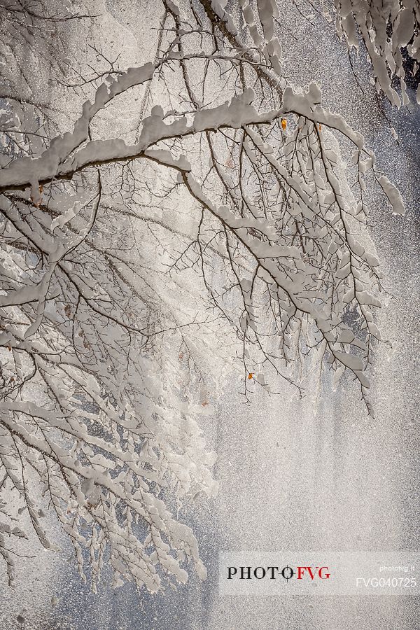 Beautiful light in the snowy Cansiglio forest, Veneto, Italy, Europe