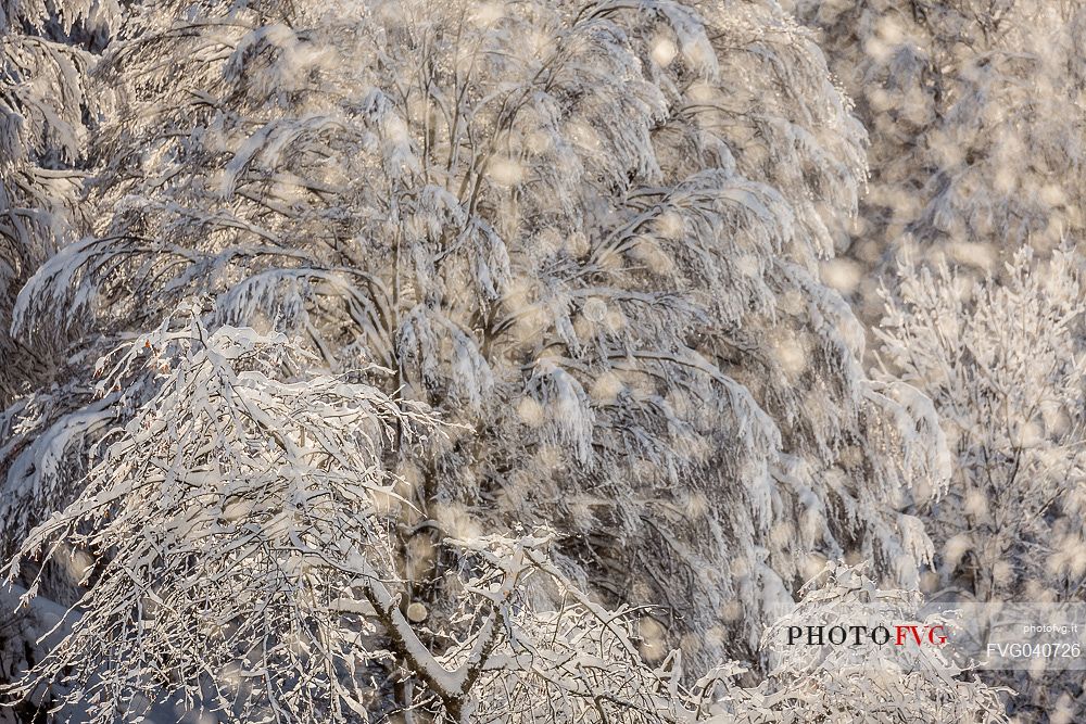 Beautiful light in the snowy Cansiglio forest, Veneto, Italy, Europe