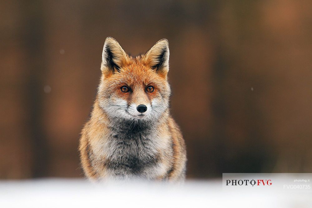 Rex fox in the border of forest, Italy