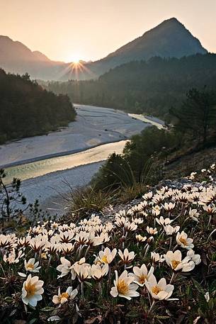 Meduna River in Val Tramontina with blossoming dryas octopetala wild flowers, Tramonti di Sopra