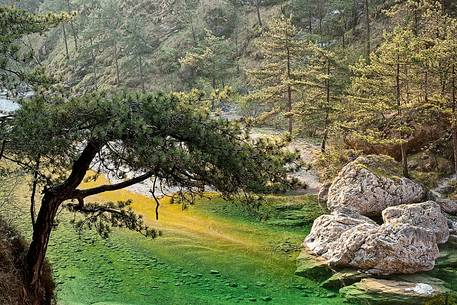 Meduna river and European black pines, Tramonti di Sopra