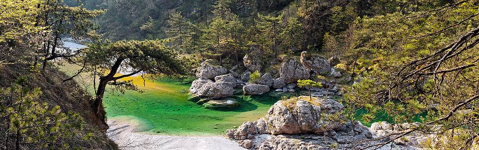 Meduna river and European black pines, Tramonti di Sopra