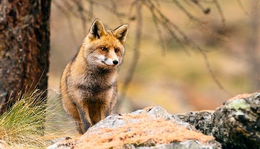 Curios fox in a Larch-Trees Forest