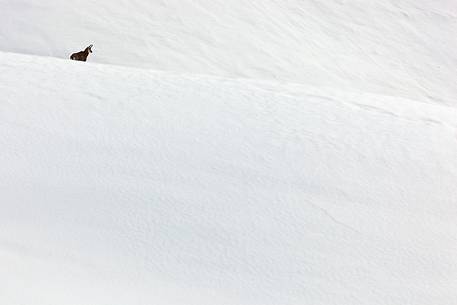 Young alpine chamois (Rupicapra rupicapra) in the snow