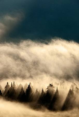 Mountain Forest in the mist of dawn light at Costa Vedorcia