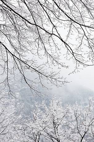 Winter tree branches in Val Colvera, Poffabbro