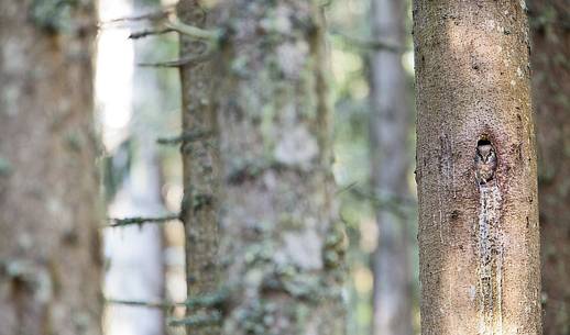 Boreal owl (Aegolius funereus) in it's nest